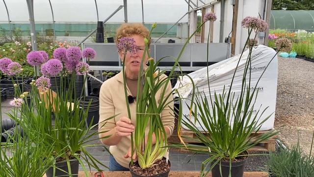 Alliums | Mid-height Perennial Option смотреть онлайн