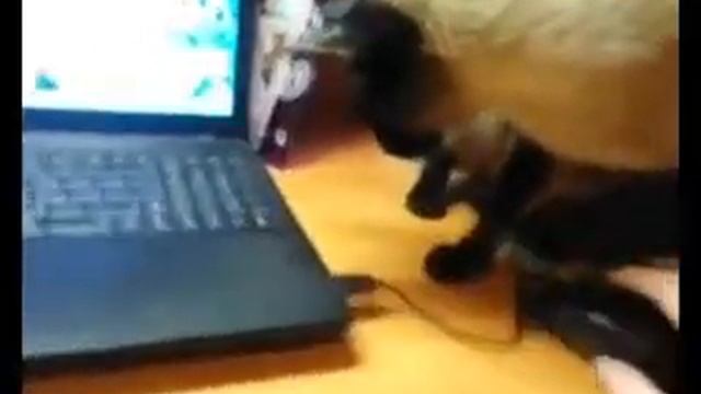 Кот очень сильно испугался смотреть онлайн