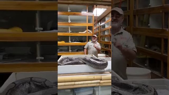 ALL MY GIANT SNAKES IN ONE VIDEO #short Epic 30 смотреть онлайн