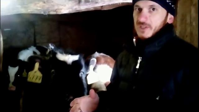 Бизнес на телятах //как заработать в деревне смотреть онлайн