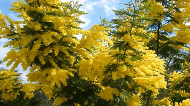 Acacia dealbata смотреть онлайн