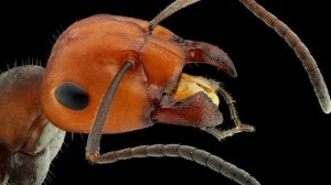 МУРАВЬИ ОПИСАНИЕ | ГДЕ ОБИТАЮТ МУРАВЬИ | ЧЕМ ПИТАЮТСЯ МУРАВЬИ