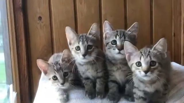 Котята-рысята, пиксибобы дружная команда смотреть онлайн