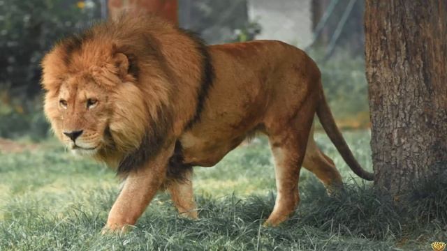 ГИЕНЫ ПРОТИВ ЦАРЯ ЗВЕРЕЙ│ЛЬВА. СХВАТКА ДИКИХ ХИЩНИКОВ. смотреть онлайн