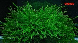 Яванский мох в аквариуме. Посадка, выращивание, разведение, как прикрепить на коряге, задней стенке