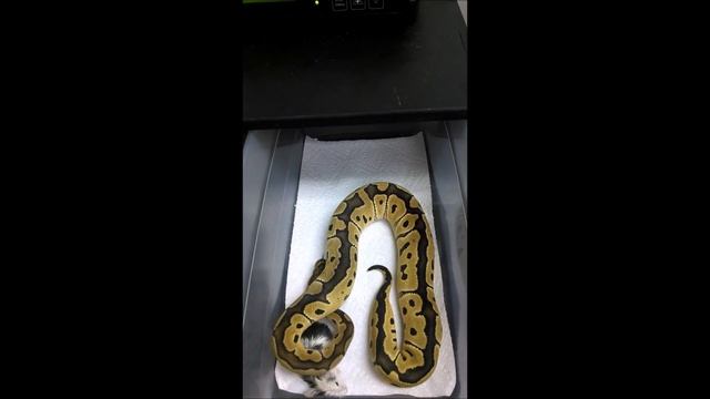 Warning: Controversial! Clown Ball Python With Live and Slow-mo Feeding смотреть онлайн
