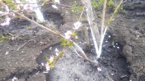 ФОРМИРОВКА ПЕРСИКА КУСТОМ И ДЕРЕВОМ. Обзор формировки за два года