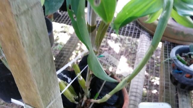 Yeaaay... Sukses Repotting --- Dendrobium Sulcatum - Anggrek Species Asia Yang Harum