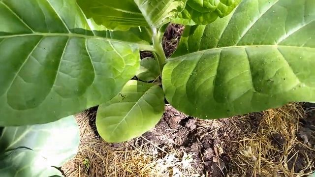 Белокрылка вмиг исчезла из теплицы! Жалею, что раньше не применяла этот простой способ борьбы с ней смотреть онлайн