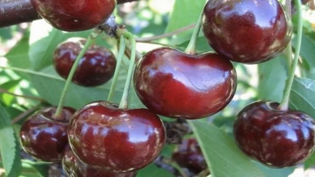 Строительный Анализ