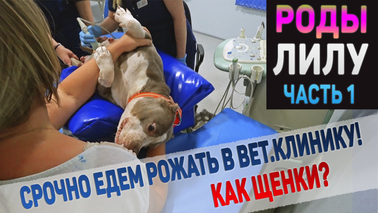 Едем Рожать! Начались роды у нашей собаки Лилу! смотреть онлайн