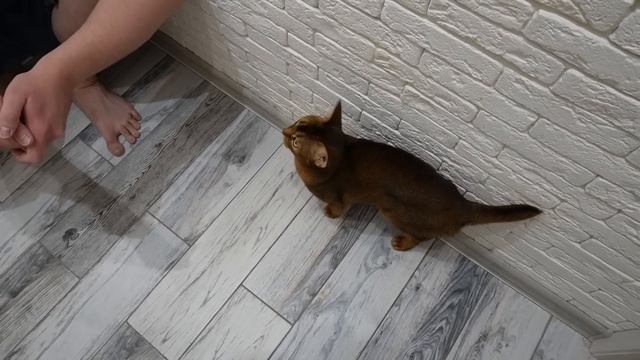 MAMA.EXE В РЕАЛЬНОЙ ЖИЗНИ СЕМЬИ ЛЯПОТА ТВ | МОМО ПРЕВРАТИЛАСЬ В МАМУ смотреть онлайн