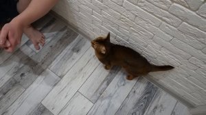 MAMA.EXE В РЕАЛЬНОЙ ЖИЗНИ СЕМЬИ ЛЯПОТА ТВ | МОМО ПРЕВРАТИЛАСЬ В МАМУ