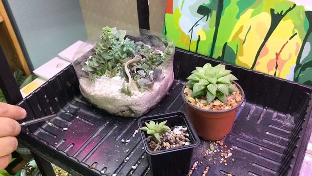 Суккуленты. Хавортия Мирабилис (Haworthia Mirabilis) смотреть онлайн