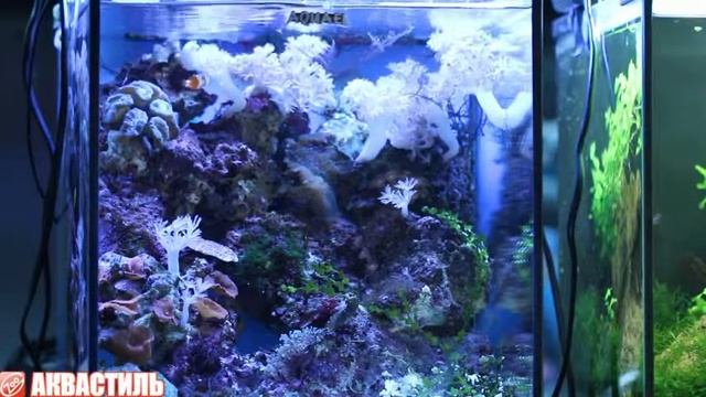 Рыба клоун Amphiprion ocellaris в морском аквариуме Аквариумные рыбки Аквариумистика смотреть онлайн