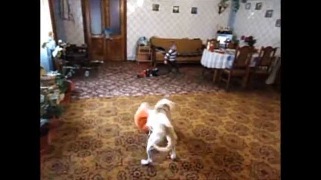 ЧТО ПРОИСХОДИТ КОГДА СОБАКА В ДОМЕ??? смотреть онлайн