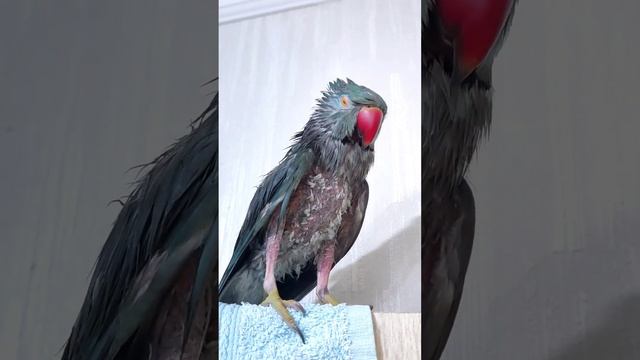 ВОТ ЭТО ИСКУПАЛИСЬ ????РАССКАЗЫВАЮ КАК ОБСТОЯТ ДЕЛА?ожереловый попугай Микки#топотусенькость смотреть онлайн