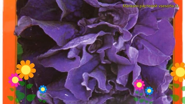 Петуния крупноцветковая Дабл Каскад Блу. Краткий обзор, описание petunia grandiflora double смотреть онлайн