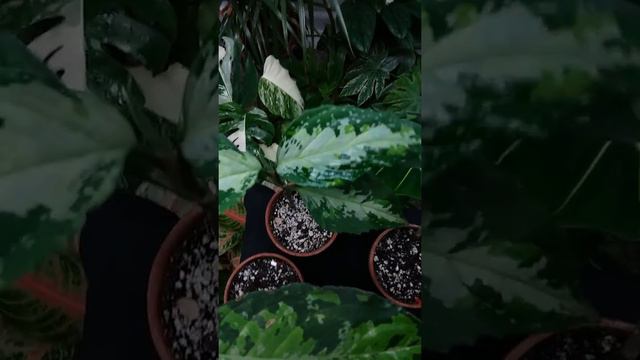 Aglaonema Pictum Tricolor смотреть онлайн