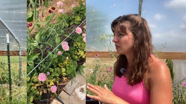 Sweet Pea Season Recap | Growing sweet peas in a high tunnel in Zone 6 | Sievers Blumen Farm смотреть онлайн