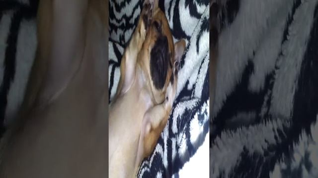 Самая милая чихуахуа Меги