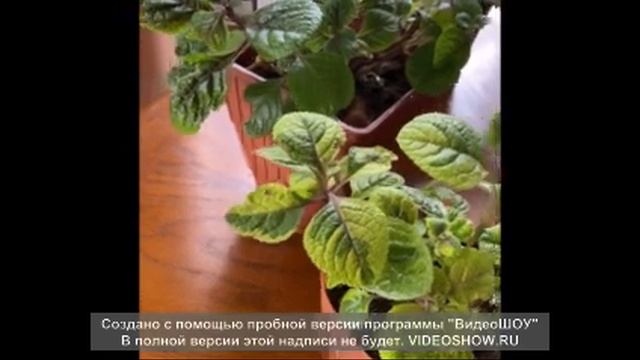 МОИ ПЛЕКТРАНТУСЫ