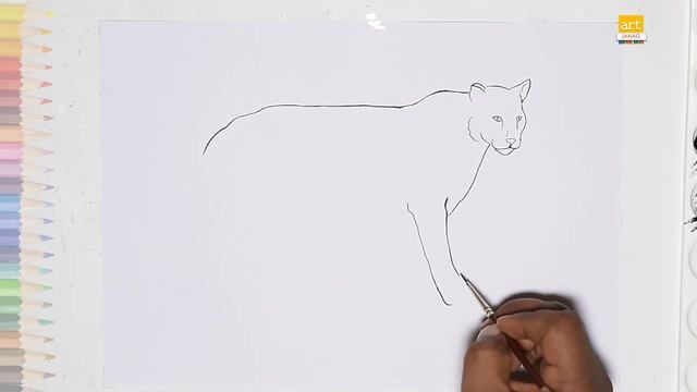 Cougar outline drawing / How to draw A Cougar drawing step by step / #artjanag смотреть онлайн