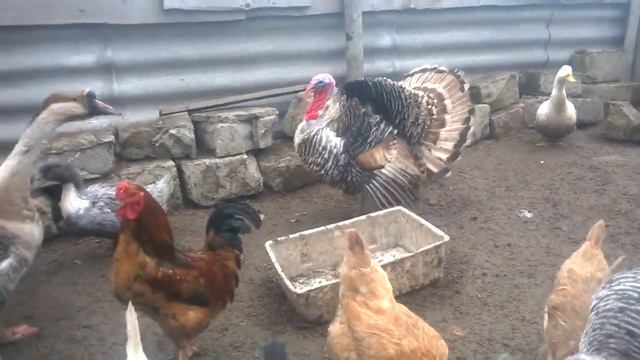 Весна, куры, утки, индюки_Spring, chickens, ducks, turkeys смотреть онлайн