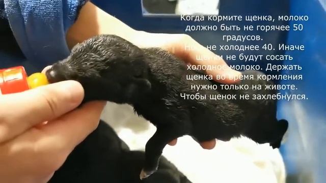 Нашли щенят! Что делать? И как выкормить новорожденного щенка самостоятельно смотреть онлайн