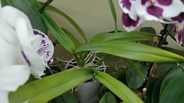 Как я временно выкрутилась с освещением орхидей. смотреть онлайн