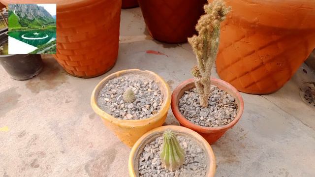 Winter Care of Cactus Plants with simple trick at Home | Cactus Plants Care in Winter| Cactus Cares смотреть онлайн