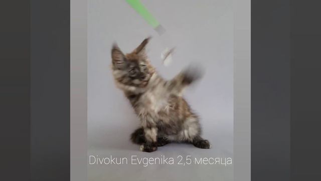 Евгеника (Divokun Evgenika) 2,5 месяца. Окрас fs смотреть онлайн