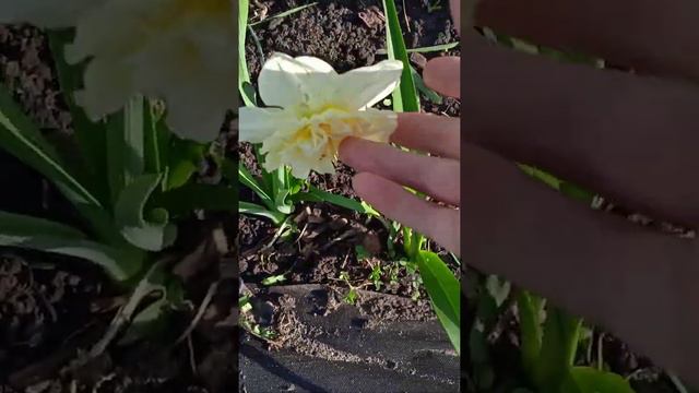 что цветет в моём саду на сегодня 15.04.22 смотреть онлайн