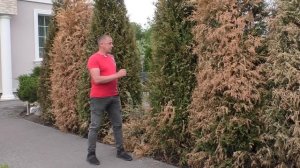 Как оживить тую. Реанимация свеже-посаженных туй. Сохнут туи, что делать? Пожелтела хвоя.