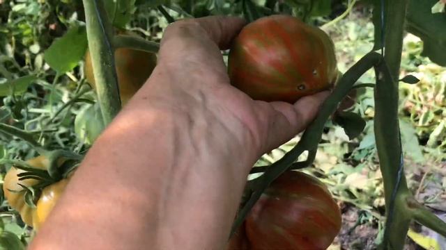 Лучшие сорта томатов. Беркли Тай Дай Хаат. Буду сажать всегда. смотреть онлайн