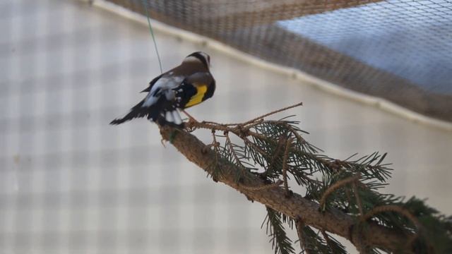 Строительство гнезда и брачные игры у щеглов смотреть онлайн