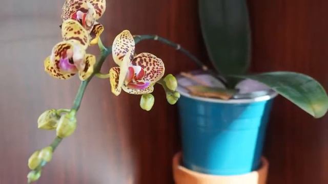My Orchid Tips on Water Culture | Orchid Care Tips | Phalaenopsis Golden Leopard смотреть онлайн