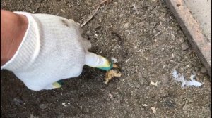 Почему у кур посинел и уменьшился гребень ? Что я сделал