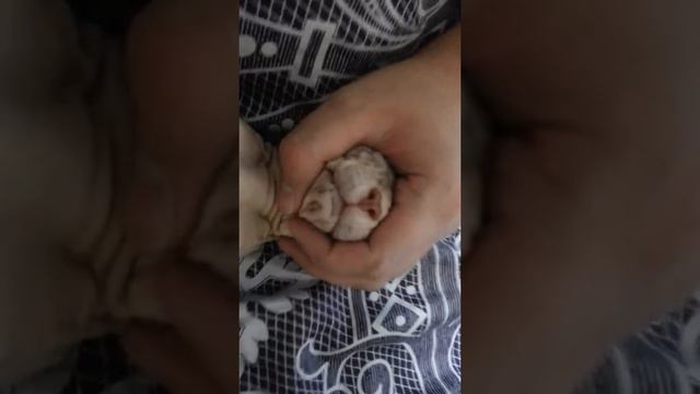Сфинкс по имени "ТАРК!!!" смотреть онлайн