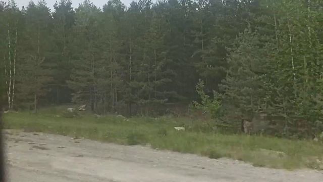 Нижегородец-222709 (Ford Transit) | А 636 РУ 196 | маршрут 043 | Екатеринбург смотреть онлайн