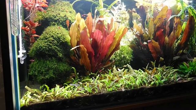 Удобрение для криптокарины (и для грунта в целом) смотреть онлайн