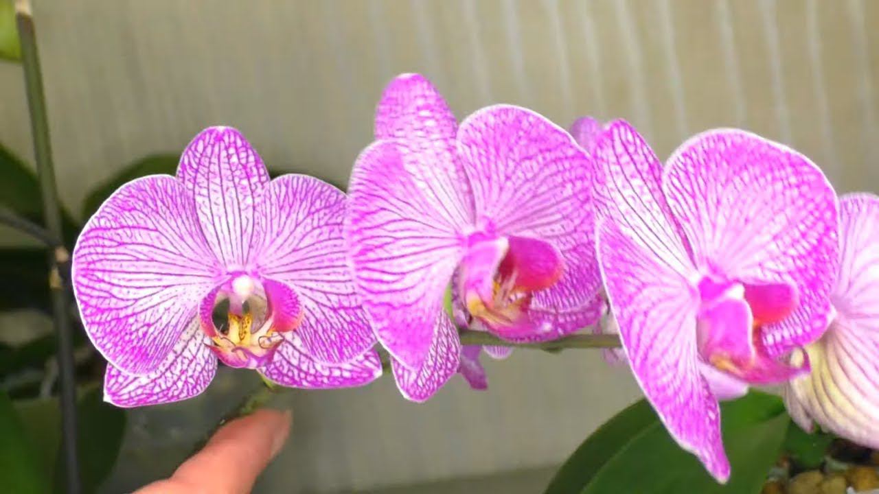 НЕ СРЕЗАЙТЕ Цветонос ОРХИДЕИ ПОСЛЕ ЦВЕТЕНИЯ!!!  ДАЙТЕ ОРХИДЕИ ШАНС опять ЗАЦВЕСТИ