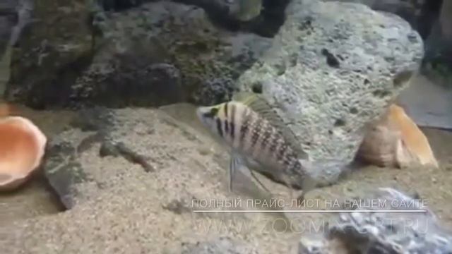 Лампрологус кальвус светлый Lamprologus Calvus 