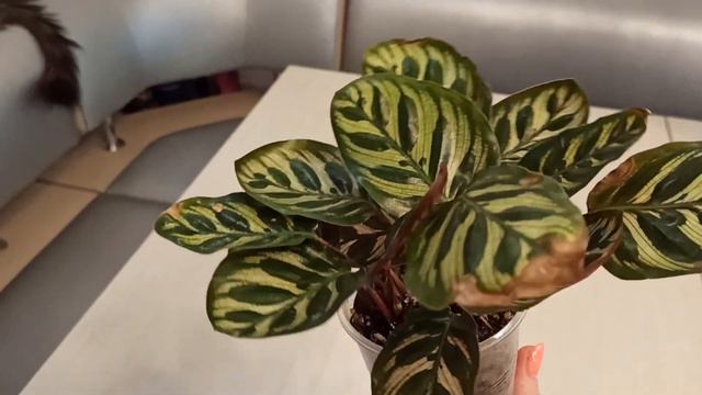 Калатея Макоя /Макояна/особенности ухода смотреть онлайн