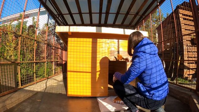 Стройка будки для АЛАБАЯ день 2 || Покраска будки смотреть онлайн