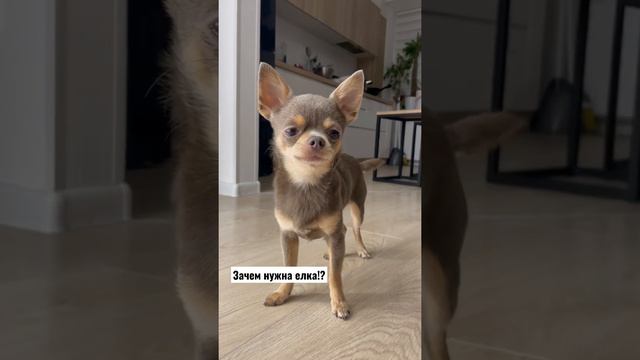 #чихухуалёня #песлёня #говорящийлёня #новыйгод2022 #новогодняяелка #зачемнужнаелка #собака #елка смотреть онлайн