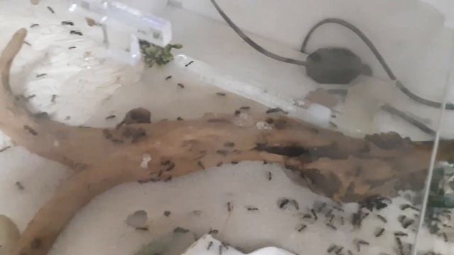 Самые большие формикарии смотреть онлайн