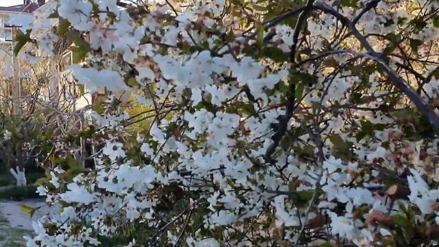 ГЕЛЕНДЖИК, ПЕШКОМ ПО МАГИЛАТУ. ВЕСЕННЕЕ ЦВЕТЕНИЕ. смотреть онлайн