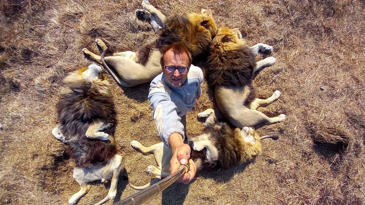 Living_with_lions is going live! смотреть онлайн