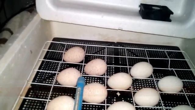 Инкубация индюков, проверка яйца на 9 день. смотреть онлайн